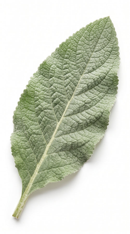 Hoja de gordolobo